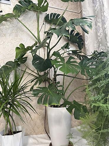 монстера купить: Монстера делициоза (Monstera deliciosa) в напольном кашпо - Крупное — 2