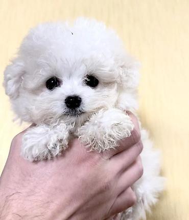 mini spitz: Pudel — 1