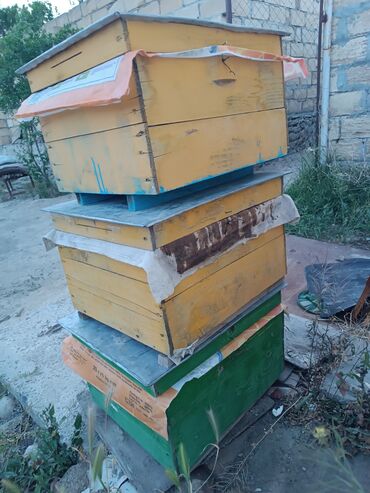 arı ailesi satilir: Mertebesiz 30m mertebeli 50manat 4denedi