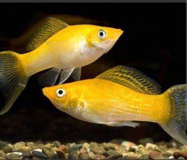 разведение рыб: Куплю жёлтых и белых молинезий писать в личку или вотсап