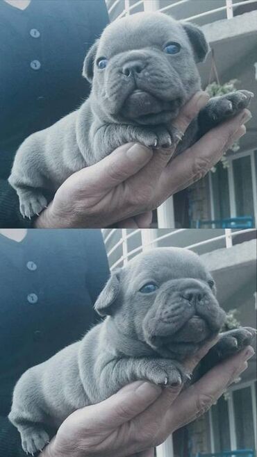 Psi: Francuski buldog štenci egzotičnih boja veseli umiljati, stručno — 2