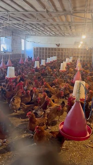 Quşlar: Super Sort Lider 55 və Qara çil Xarkov Toyuqlarinin mayali yumurtasi — 8