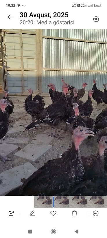 Boşqablar: Məhsul: Hind quşları (hind toyuqları) Təsvir: - Şəkillərdə qara
