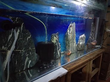 balığlar: Piranya balığı, Yırtıcı — 2