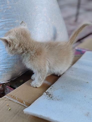 Животные: Котята, примерно 3–4. Первое фото 500. Остальные по 200 сом. Забрать — 4