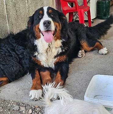 doberman cena: Dostupna zenka Bernskog planinskog psa. Starosti 11 meseci- — 1