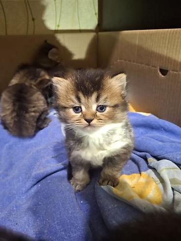 Pişiklər: Britan, Yaxşı əllərə — 4