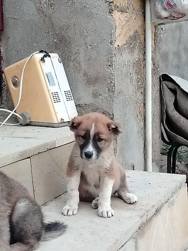 Qurdbasar, Erkək, Peyvəndli lalafo.az -da Qurdbasar, Erkək, Peyvəndli