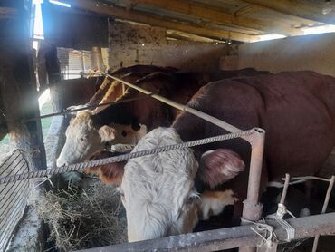 дойных коровы: Семиз уйлар сатылат