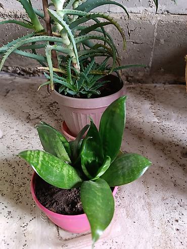 Диффенбахии: Диффенбахия и денежное дерево (толстянка) в горшках Что предлагается — 20