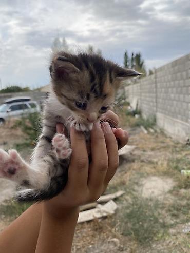 Мышыктар: Котята, скотиш фолддомашние, ручные. На выбор несколько малышей: - — 3