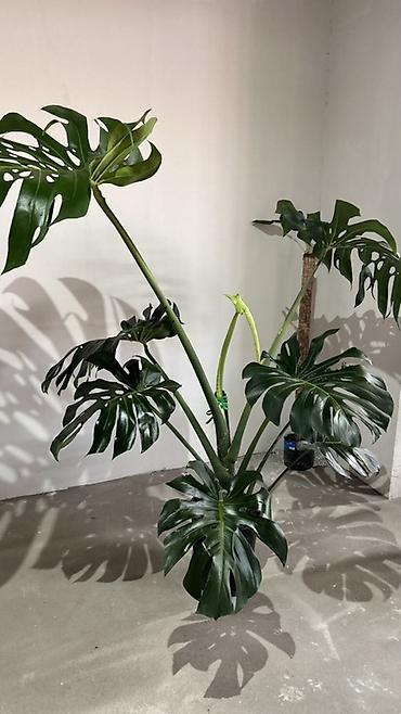деликатесы: Монстера делициоза (Monstera deliciosa), крупное взрослое комнатное — 3