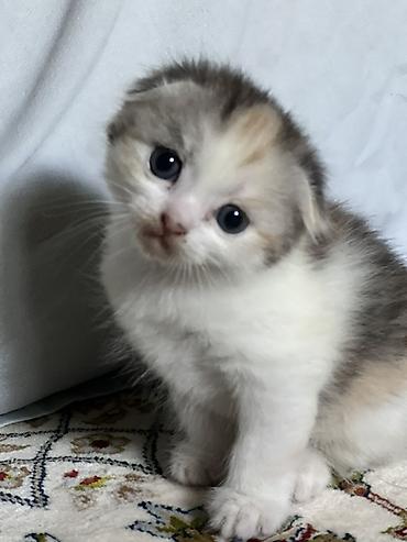 трехцветный кот мальчик: ‼️Продается шотландский вислоухий котенок, трехцветный — 1