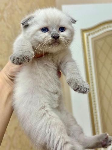 Pişiklər: Şotland, Erkək, Dişi — 25