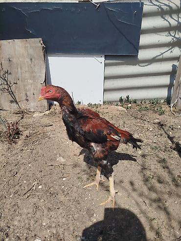 K/t heyvanları və malları: Cinsi: Döyüş tipli uzunboy quş (xoruz) Rəngi: Qırmızı-qara qarışıq — 1