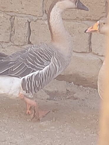 Toyuqlar: Toyuq, Ətlik, Ünvandan götürmə -da lalafo.az — 9 Toyuqlar: Toyuq, Ətlik, Ünvandan götürmə — 9