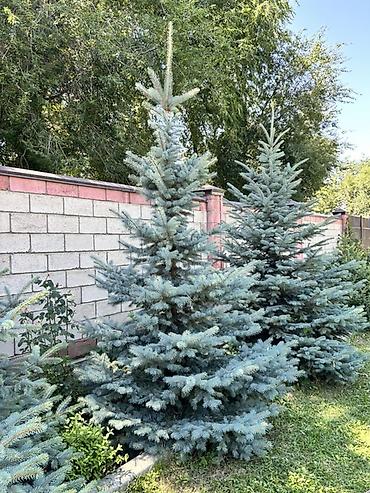 модульный стол: Голубая ель (Picea pungens ‘Glauca’) — зрелые декоративные экземпляры — 3