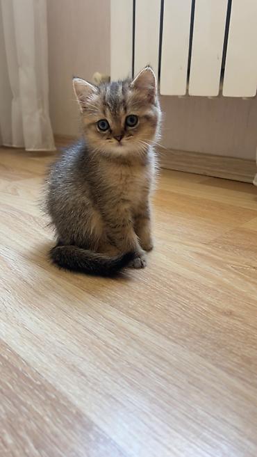 husky satisi: Şotland, Dişi, Pulsuz çatdırılma — 3
