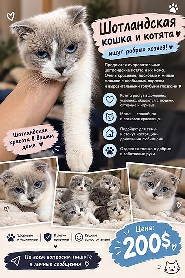 шотландские кошки цена: Шотландские кошка и котята Очаровательные шотландские малыши и их — 1