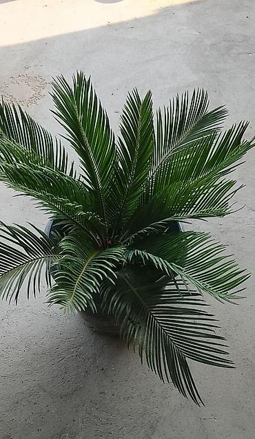 finiks palma: Sago xurması (Cycas revoluta) – iri ölçülü, qara plastik dibçəklərdə — 3