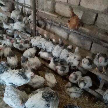 Toyuqlar: Serebrist və f6 cücələri tam sağlam ev şəraitində saxlanılan xoruz və — 6