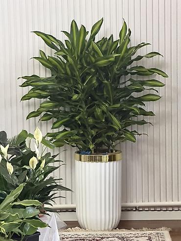 санс: Драцена (Dracaena fragrans) в напольном кашпо - Эффектное комнатное — 1