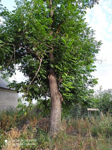 натуральное дерево: Отун Жаңгак, Өзү алып кетүү