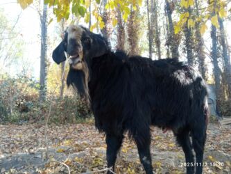 объявление продам собаку: Сатам | Теке (эркек) | Битал