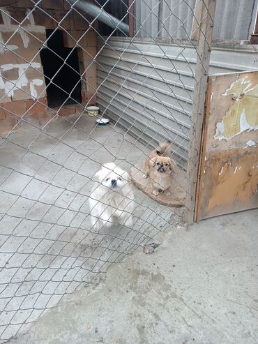 bahali itler: Pekines, 2 il, Erkek, Peyvəndli, Ünvandan götürmə