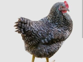 домик для животных: Продаю