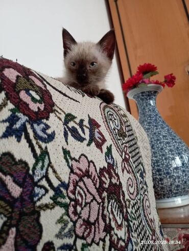 отдам котёнка в добрые руки: Кошка даром: Сиамская, 3 месяца, Девочка, Приучена к лотку, Проглистована, Метис