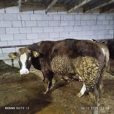 Продам с/х животных: Продаю | Бык (самец) | Полукровка | На откорм | Привязанные — 1