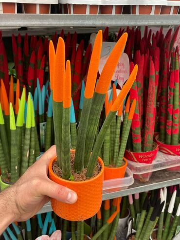 yolka tortu sekilleri: Məhsul: Rəngli uclu Sansevieria (Məşhur “qaynana dili”) Təsvir: -