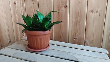 Другие комнатные растения: Толстянка,сансевиерия. Продаю толстянку! Есть взрослое растение - — 11