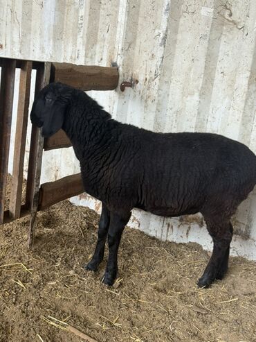 Бараны, овцы: Продаю | Овца (самка) | Для разведения — 5