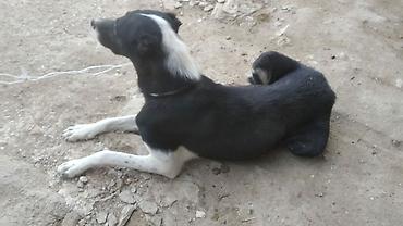 haski satisi: Alabay, 2 il, Dişi — 5