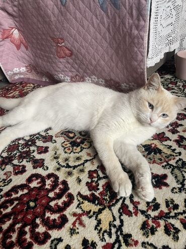 кошачий домик: Кошка даром: Беспородная, 1 год, Мальчик, Приучена к лотку