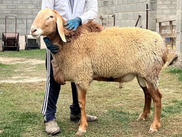 купить горох кормовой: Сатам | Кочкор (эркек) | Көбөйтүү үчүн | Асыл тукумдуу