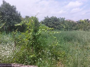 gencede satilan heyet evleri 2018: 7 комнат, 6 м², Нет кредита, Без ремонта — 8