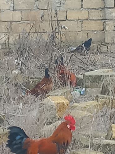 Toyuqlar: Salam xoruzlar satılır 6 aylıq xoruzlardır inkivatortdan çıxan cücələr — 7