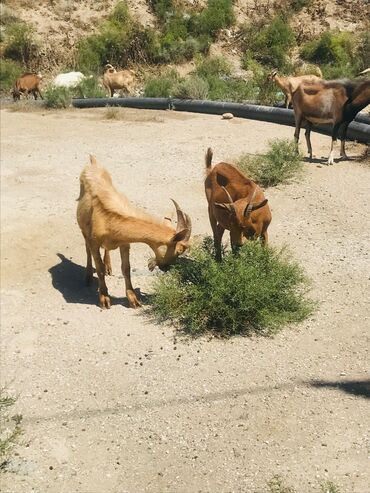 Keçi, çəpiş: Məhsul: Qoyun-keçi təsərrüfatı üçün keçilər Təsvir: - Şəkillərdə — 21