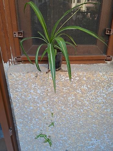 ana ureyi: Xlorofitum (Spider Plant) – asma pöhrəli otaq bitkisi. - Növ — 1