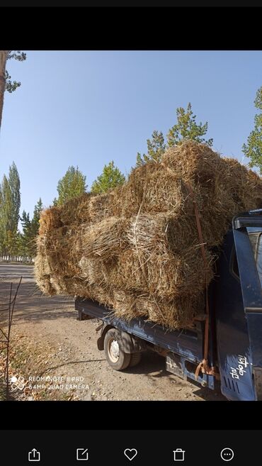 продается земля: Гулчодо чоп сатылат 83 пресс бар 
гунгой чоп тикенек аралаш