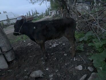 алатауская корова: Продаю | Тёлка | Алатауская | Для молока