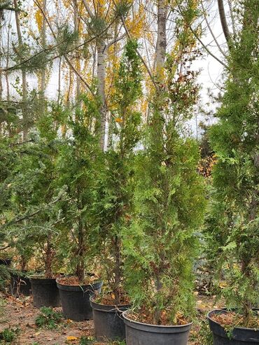 Декоративные деревья: Продаются хвойные и лиственные деревья🌲🌳 - Голубая ель от 0,8-5м - at lalafo.kg — 11 Декоративные деревья: Продаются хвойные и лиственные деревья🌲🌳 - Голубая ель от 0,8-5м - — 11