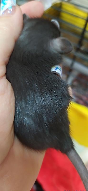 Крысы: Привет друзья !! У нас родились красивые крысята.Друзья в питомнике - — 9