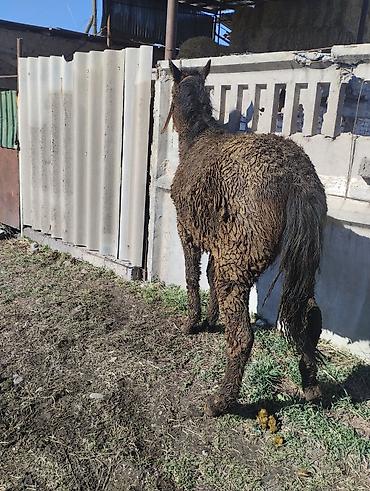 Лошади, кони: Продаю | Жеребенок | Рабочий | Племенные — 6