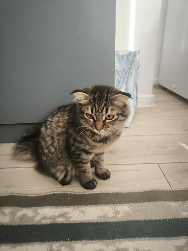 chi su: Кошка даром: Скотиш Фолд (Шотландская вислоухая), Девочка — 5