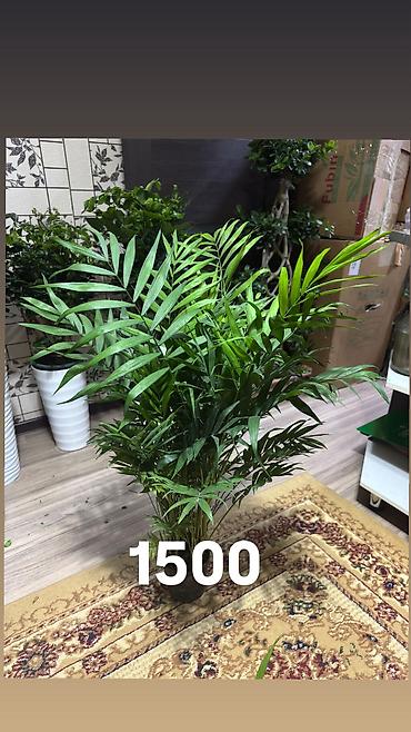 Другие комнатные растения: Комнатные цветы, цены написаны на фото — 19