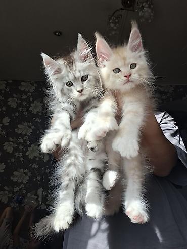 кошки джалал абад: Породистые котята мейн‑кун - Возраст: котята, крупного формата с — 4
